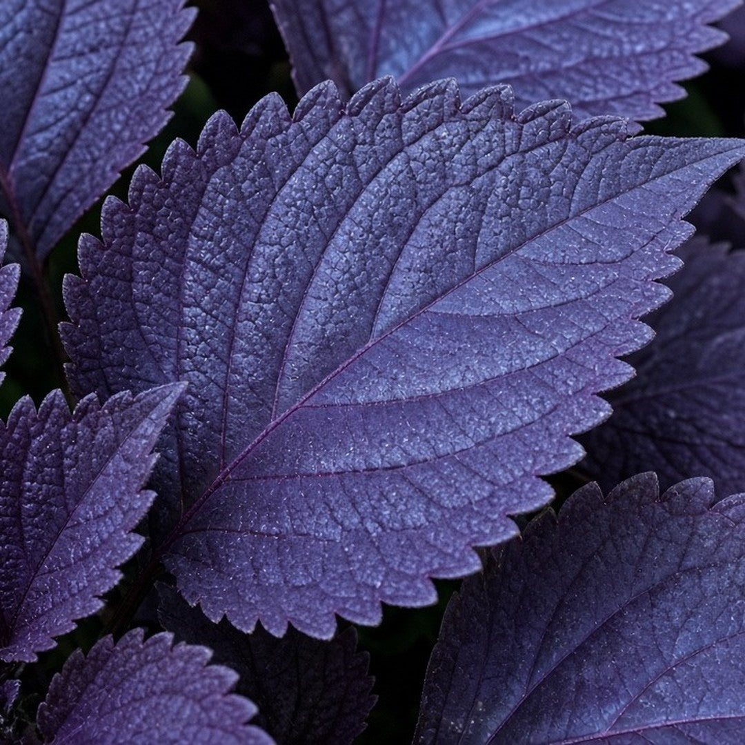 Coleus 'Blueberry Reka' live plant pack of 2