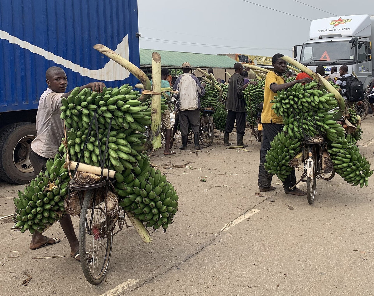 Banana 'Matoke' live plant ready to ship