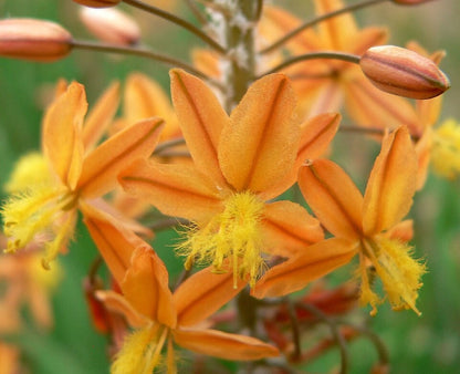 Bulbine 'Hallmark Orange' bare-root starter plant