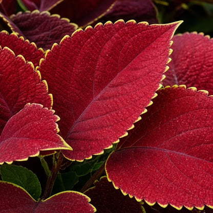Coleus 'Red Coat' bare-root starter plant
