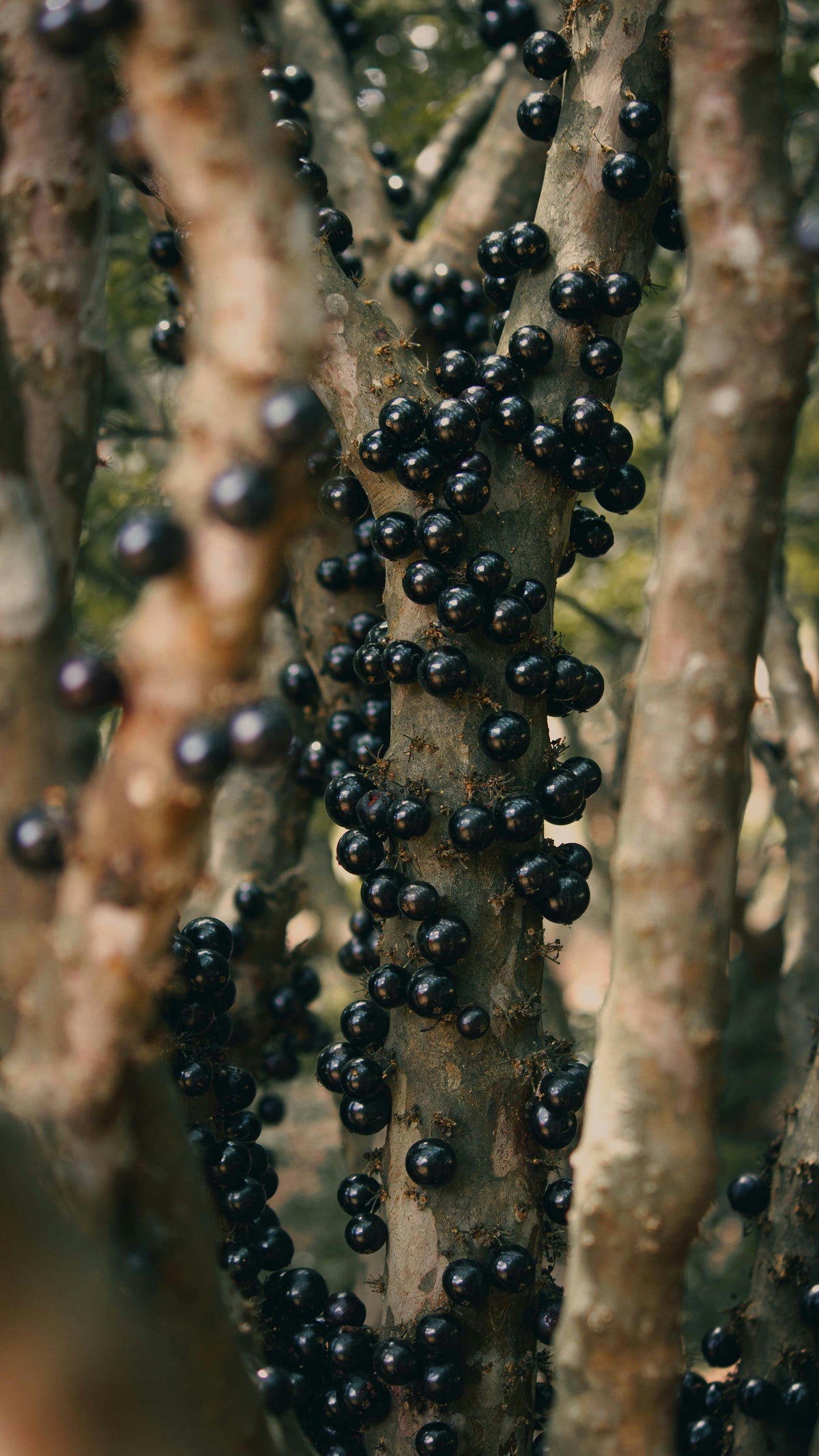 Jaboticaba (Brazilian Grape Tree) live plant pack of 1