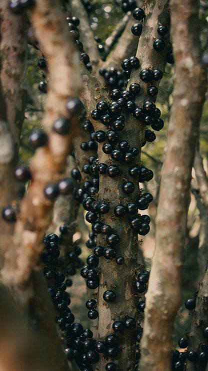 Jaboticaba (Brazilian Grape Tree) live plant pack of 1