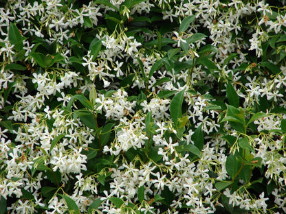 Confederate Jasmine live plant pack of 2