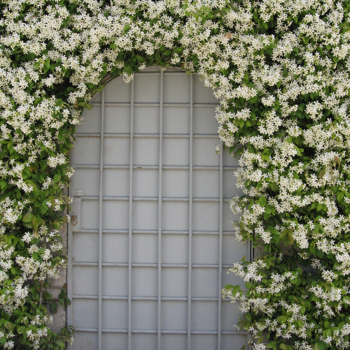 Confederate Jasmine bare-root starter plant