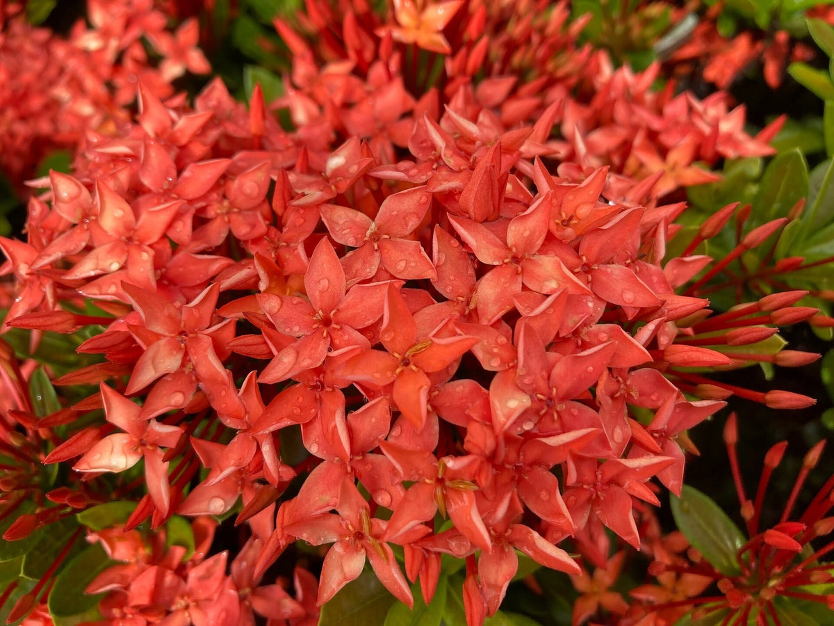 Ixora 'Maui Red' live plant for sale