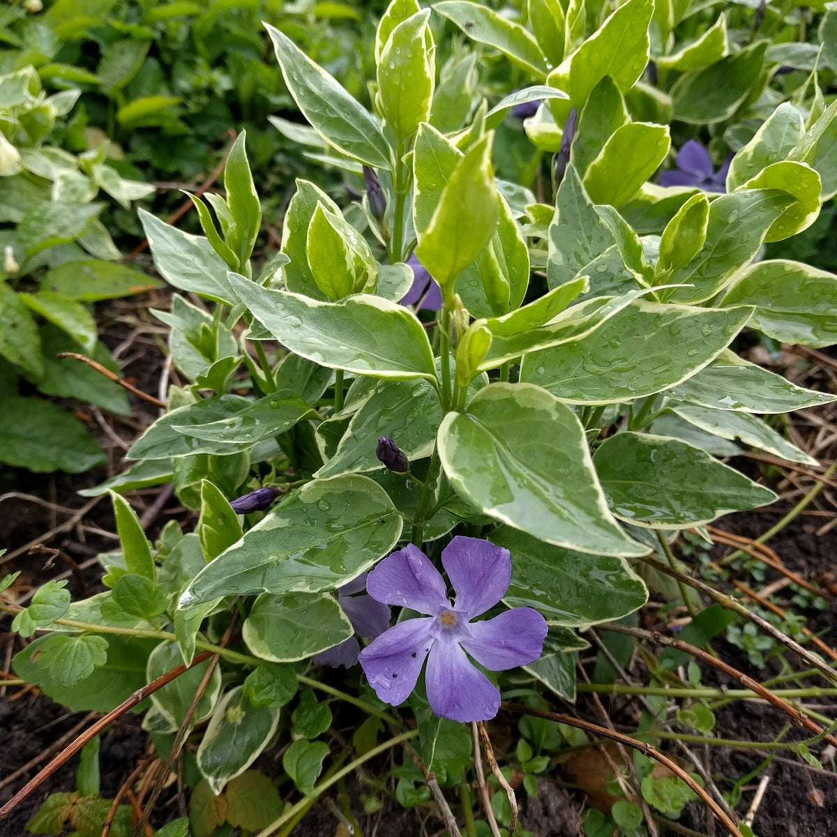 Vinca 'Mojo Variegated' live plant from Florida Plants Nursery