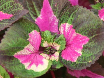 Coleus 'Magilla Perilla' live plant ready to ship