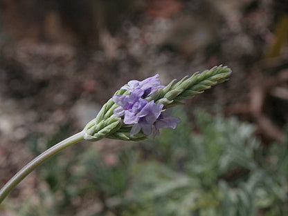 Lavender 'Pinnata' (Fernleaf Lavender) live plant for sale