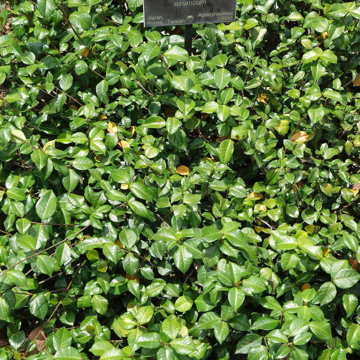 Asiatic Jasmine live plant ready to ship