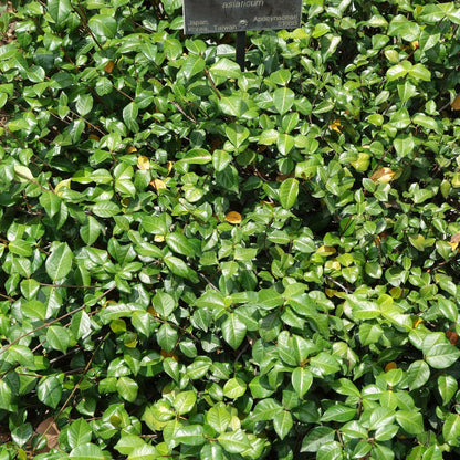 Asiatic Jasmine live plant ready to ship