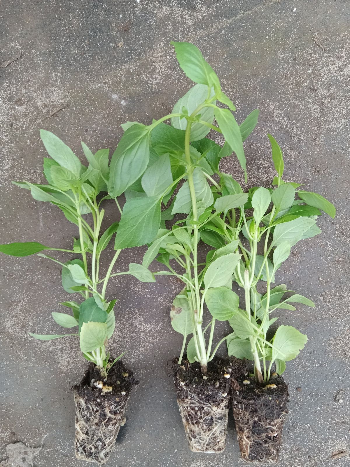 Greek Basil live plant from Florida Plants Nursery