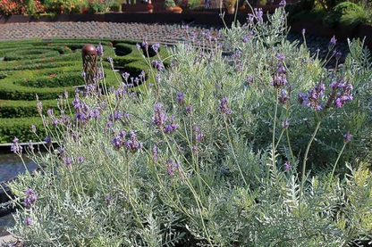 Lavender 'Pinnata' (Fernleaf Lavender) live plant from Florida Plants Nursery