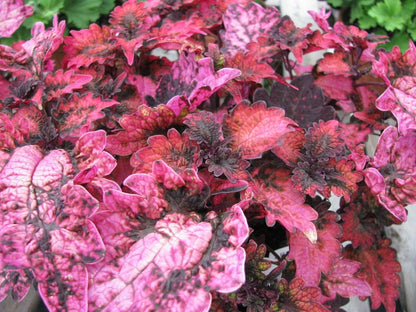 Coleus 'Florida Sun Rose' bare-root starter plant
