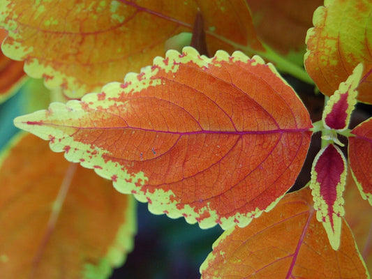Coleus 'Rustic Orange' live plant for sale