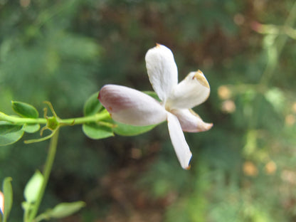 Jasminum grandiflorum 'Poet's Jasmine' live plant for sale