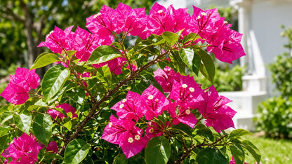 Bougainvillea 'Miami' live plant from Florida Plants Nursery