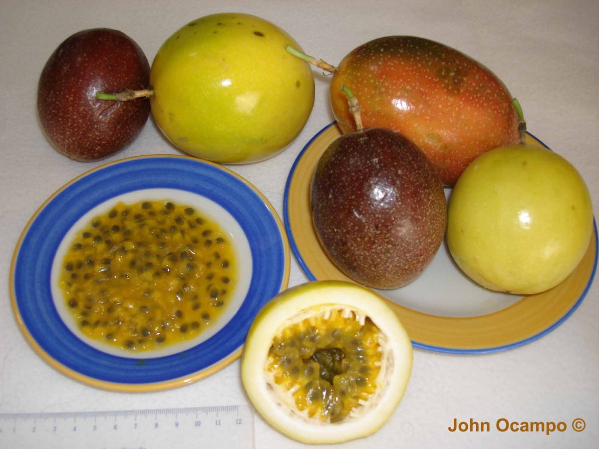 Jamaican Golden Passion Fruit live plant ready to ship