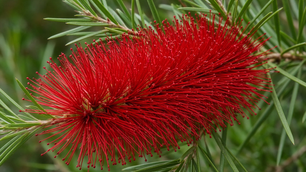 Weeping Bottlebrush (Callistemon viminalis) bare-root starter plant