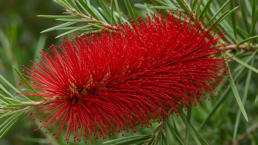 Weeping Bottlebrush (Callistemon viminalis) bare-root starter plant