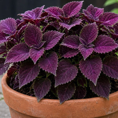 Coleus 'Blueberry Reka' live plant ready to ship