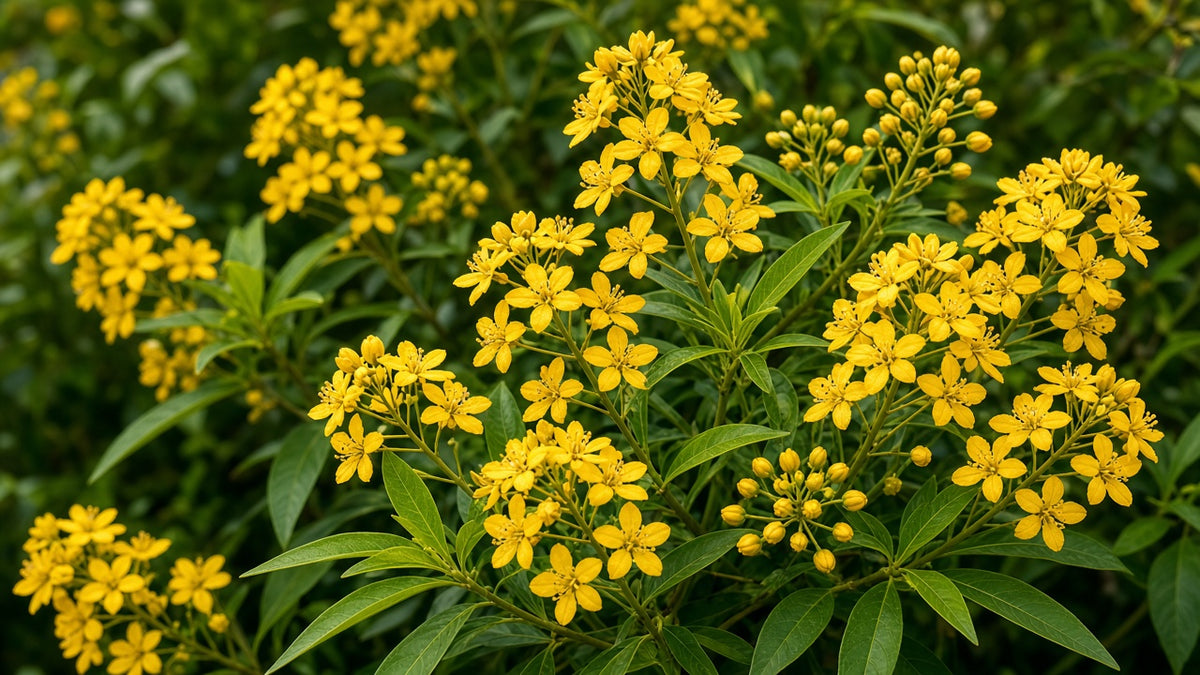 Thryallis 'Rain of Gold' bare-root starter plant
