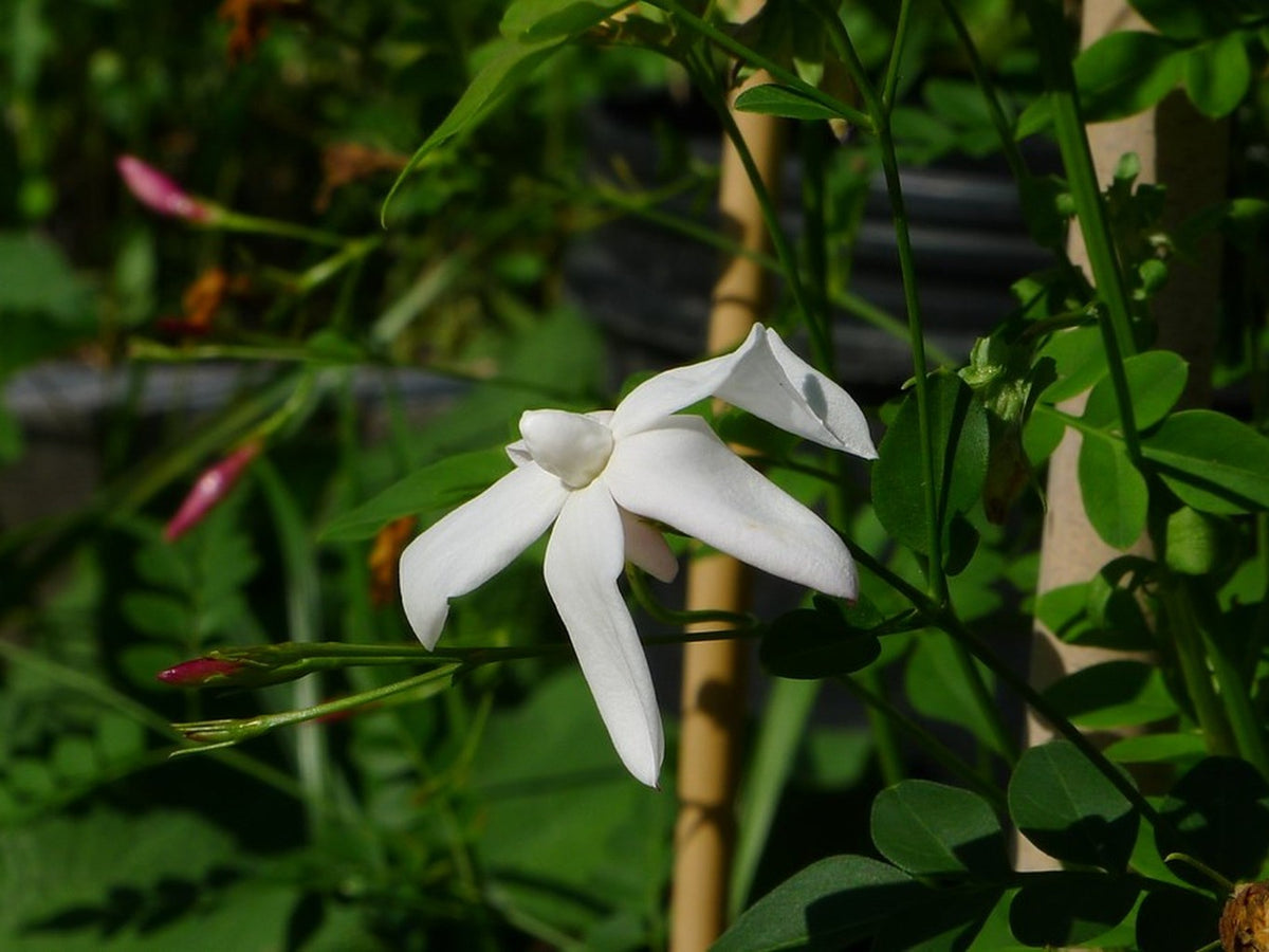 Jasminum officinale 'Flore Pleno' Poet's Jasmine live plant pack of 2