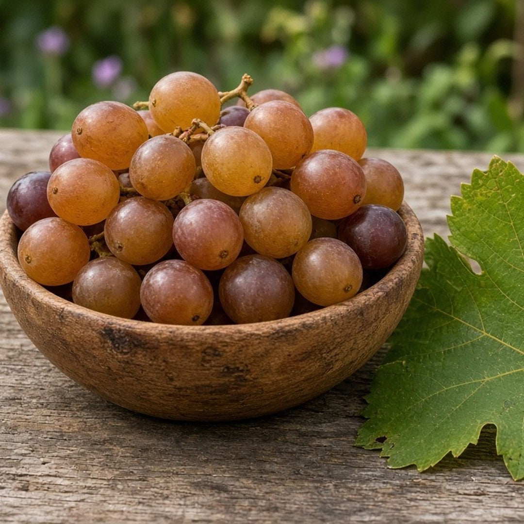 Muscadine Grape 'Carlos' live plant ready to ship