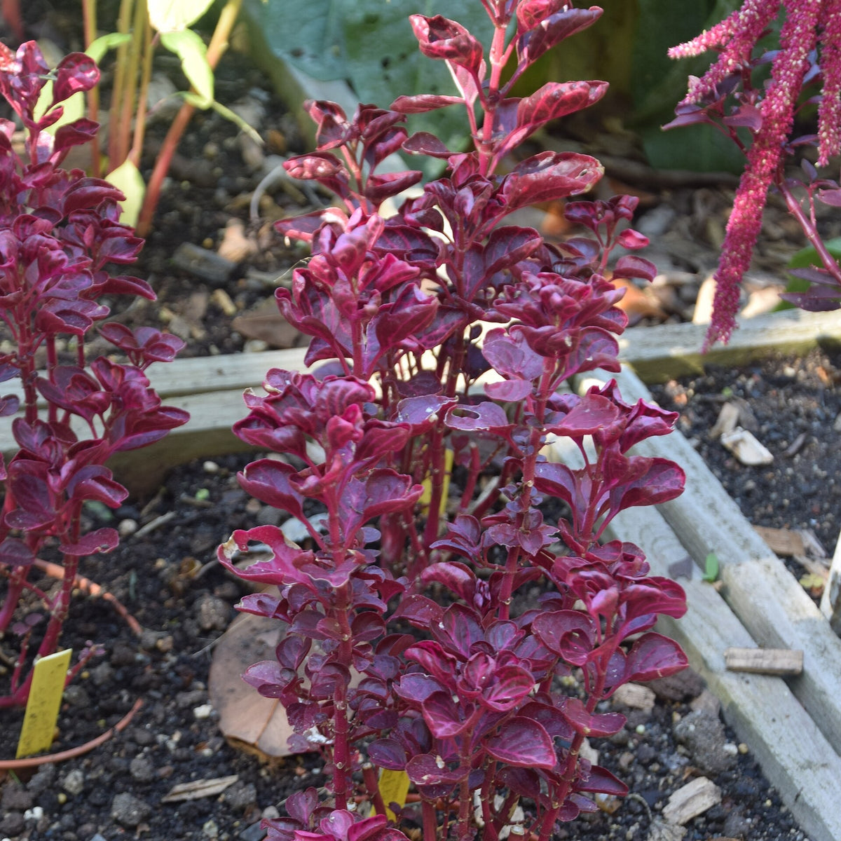 Iresine 'BloodLeaf' live plant for sale
