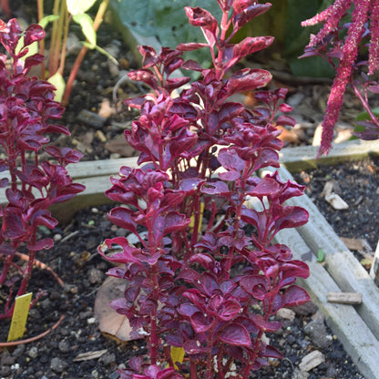 Iresine 'BloodLeaf' live plant for sale