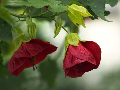 Abutilon 'Red' (Flowering Maple) live plant from Florida Plants Nursery