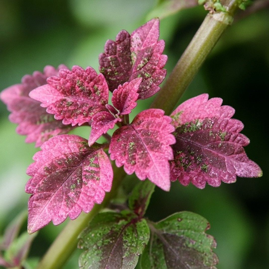 Coleus 'Florida Sun Rose' live plant for sale