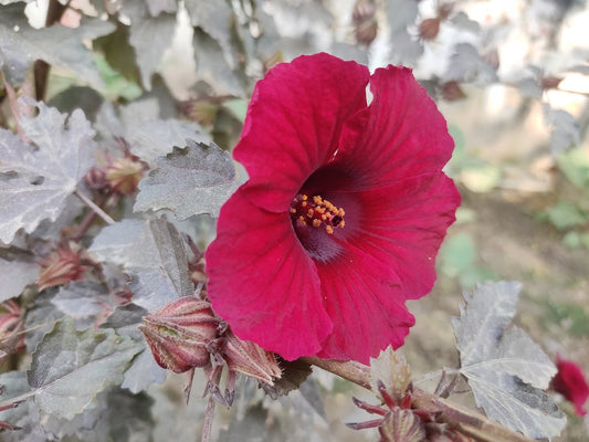 Cranberry Hibiscus bare-root starter plant