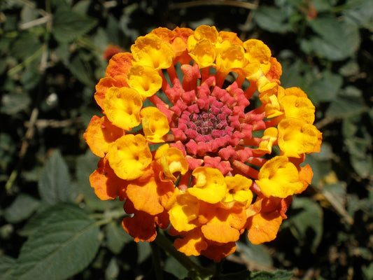 Lantana 'Tangerine' live plant for sale