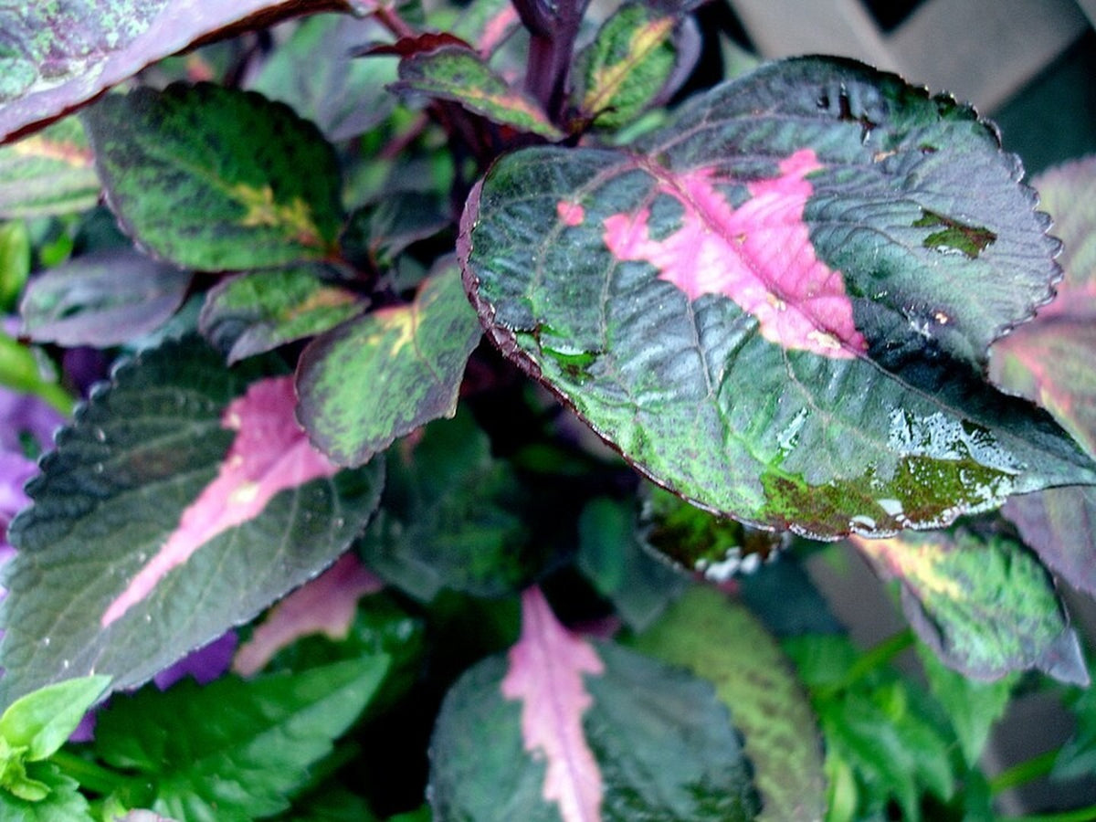 Coleus 'Magilla Perilla' live plant from Florida Plants Nursery