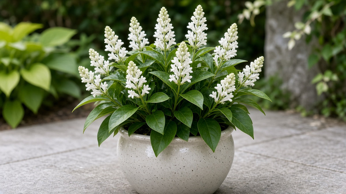Whitfieldia 'White Candle' Shrimp Plant live plant ready to ship