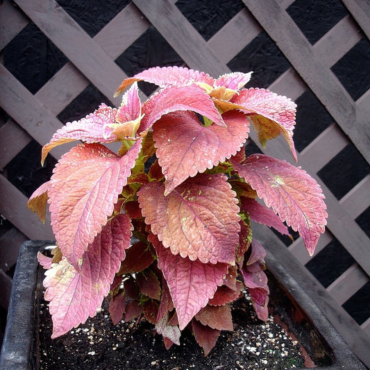 Coleus 'Alabama Sunset' bare-root starter plant