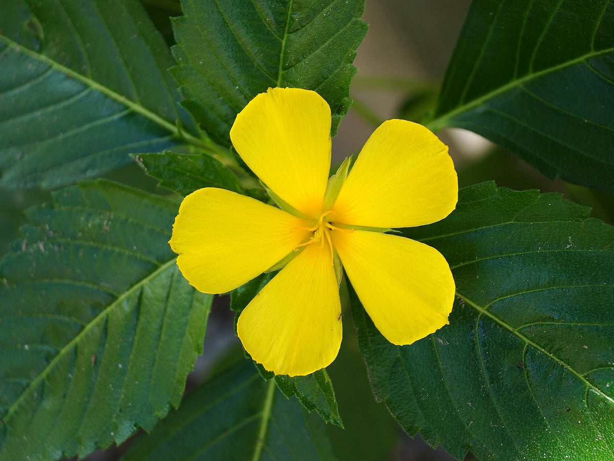 Turnera 'Sundrop' live plant ready to ship