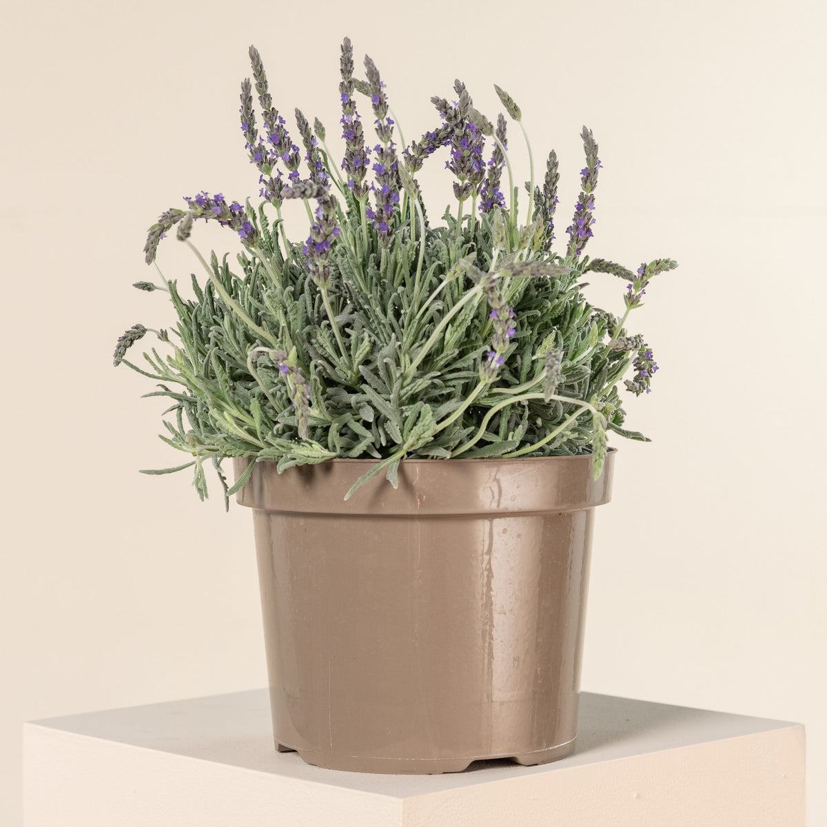 Lavender 'Goodwin Creek' live plant pack of 2