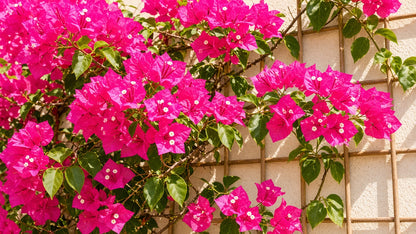 Bougainvillea 'Miami' live plant pack of 2