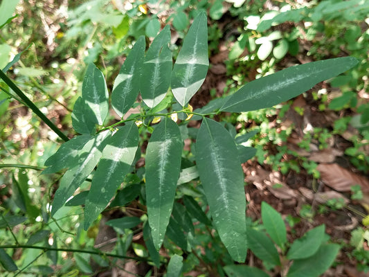 Katuk (Sauropus androgynus) live plant for sale