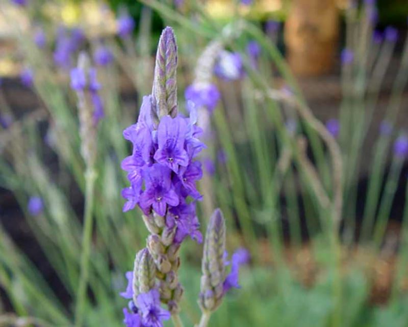 Lavender 'Pinnata' (Fernleaf Lavender) live plant pack of 2
