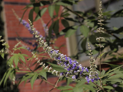 Vitex 'Shoal Creek' (Chaste Tree) live plant from Florida Plants Nursery