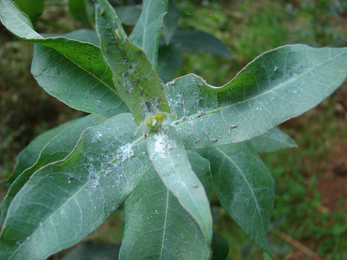Eugenia 'Globulus' live plant ready to ship