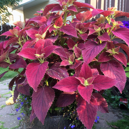 Coleus 'Alabama Sunset' live plant from Florida Plants Nursery