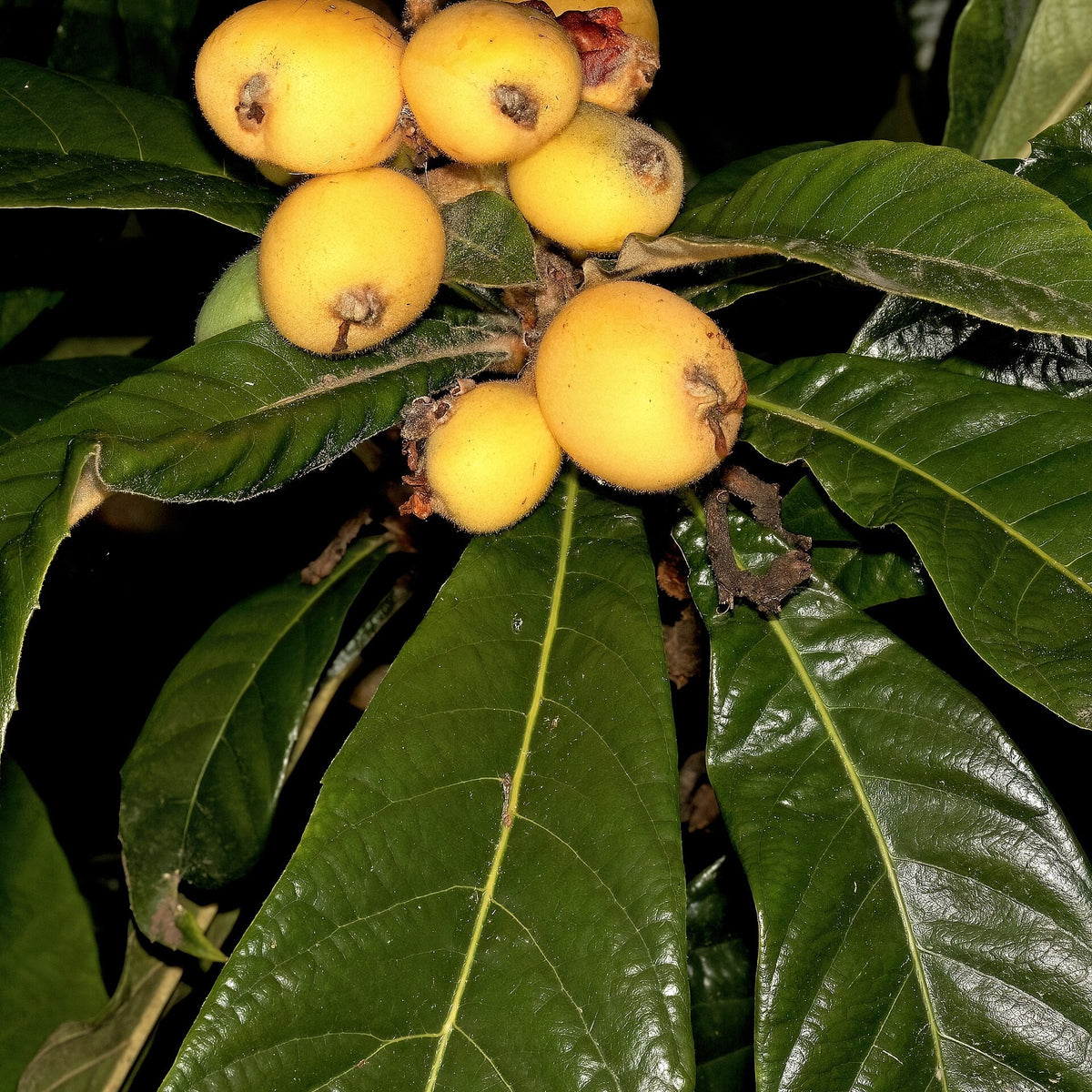 Japanese Loquat (Eriobotrya japonica) live plant pack of 2