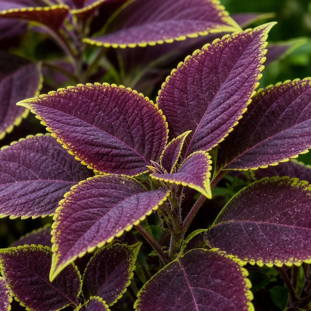 Coleus 'Robyn' live plant pack of 2