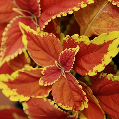 Coleus 'Rustic Orange' live plant pack of 2