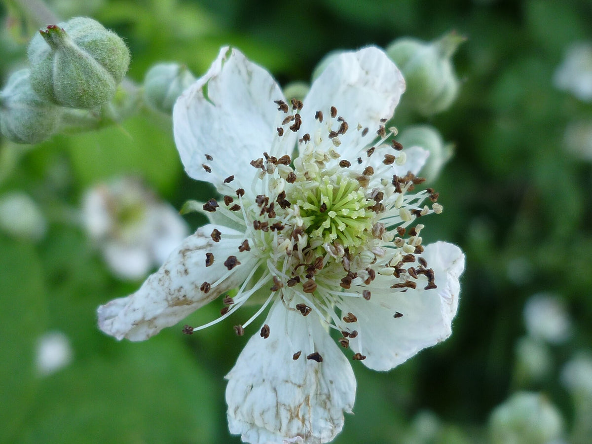 Blackberry 'Twilight' (Rubus) live plant ready to ship