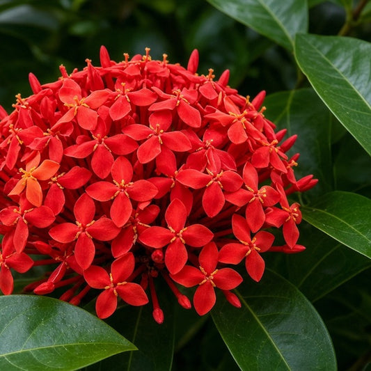 Ixora 'Maui Red' bare-root starter plant