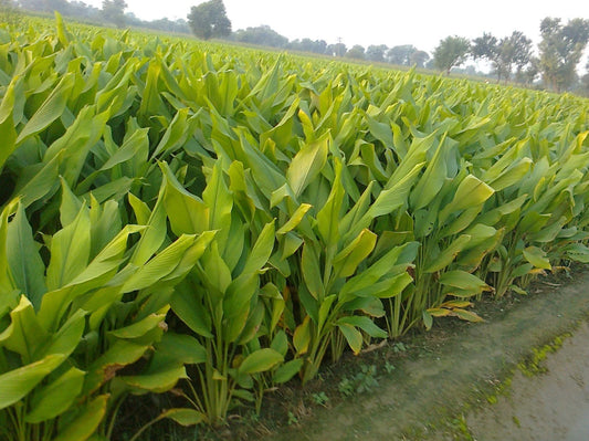Fingerroot Ginger 'Chinese Key' live plant for sale